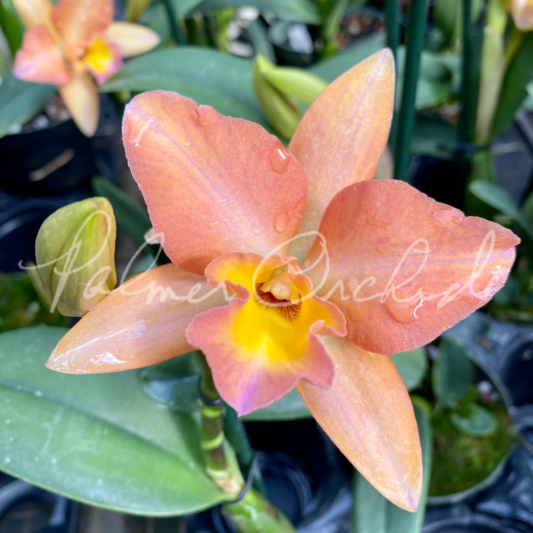 Rth. Hawaii Island Treat #14 Palmer Orchids