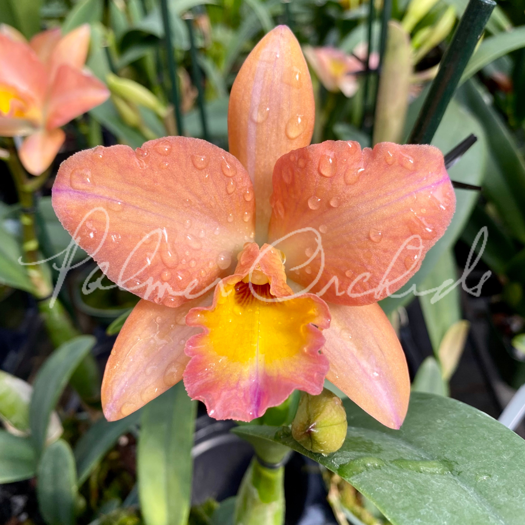 Rth. Hawaii Island Treat #14 Palmer Orchids