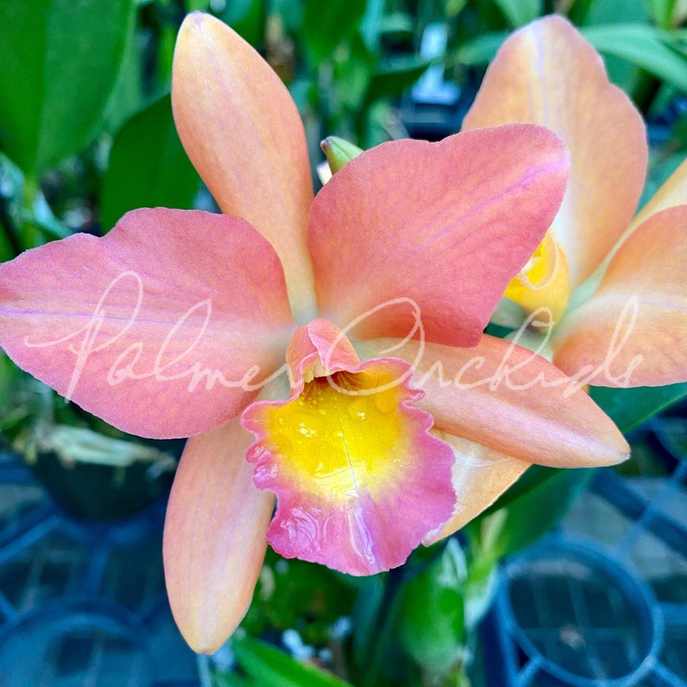 Rth. Hawaii Island Treat — Palmer Orchids