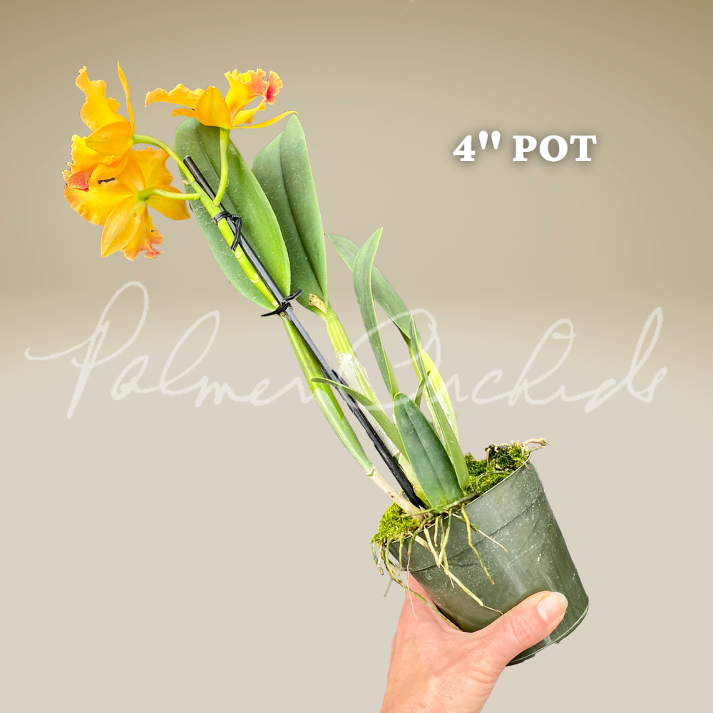 Rth. Golden Passion — Palmer Orchids