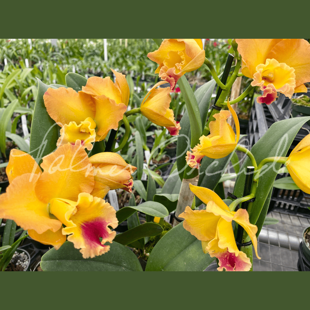 Rth. Golden Passion — Palmer Orchids