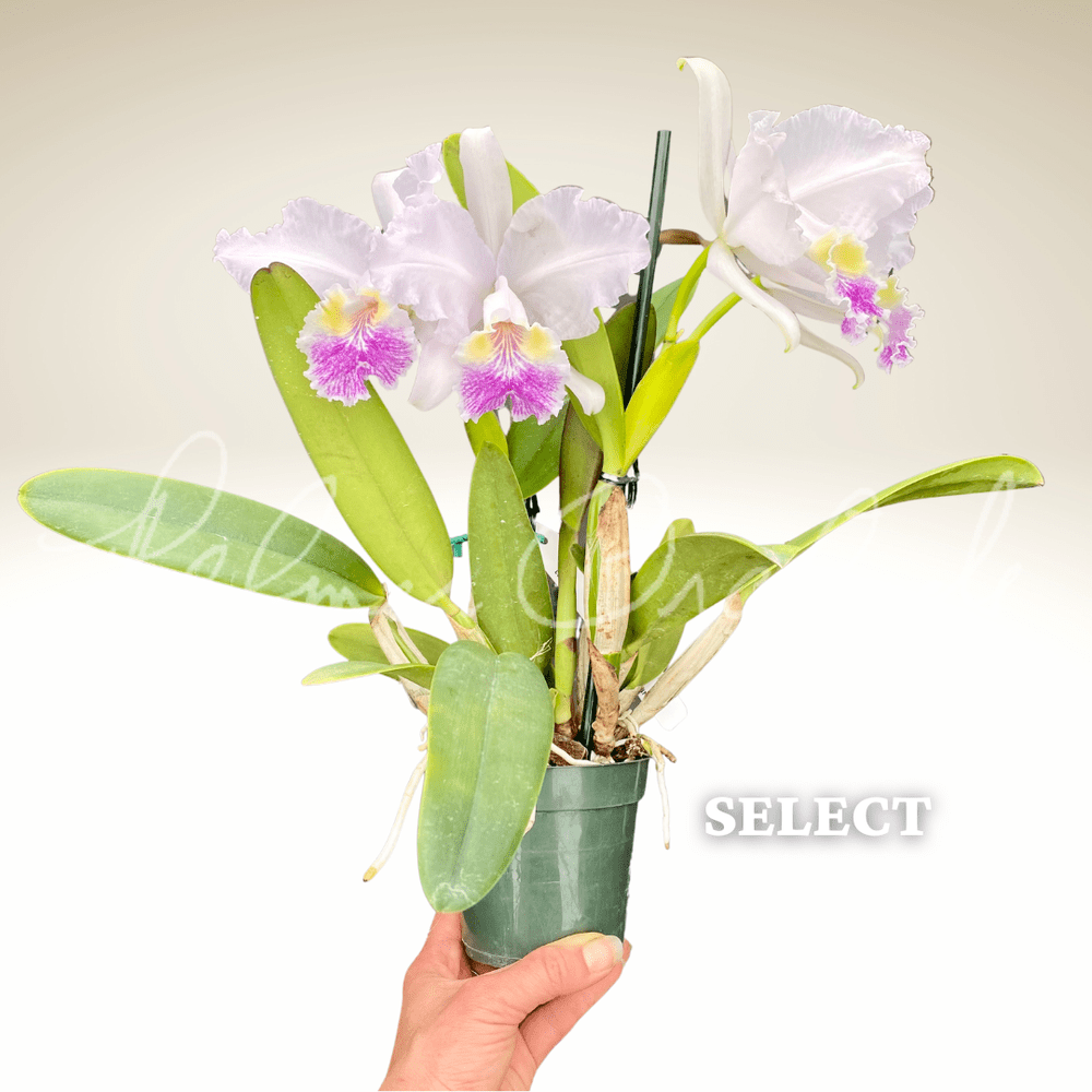 Cattleya lueddemanniana v. coerulea — Palmer Orchids