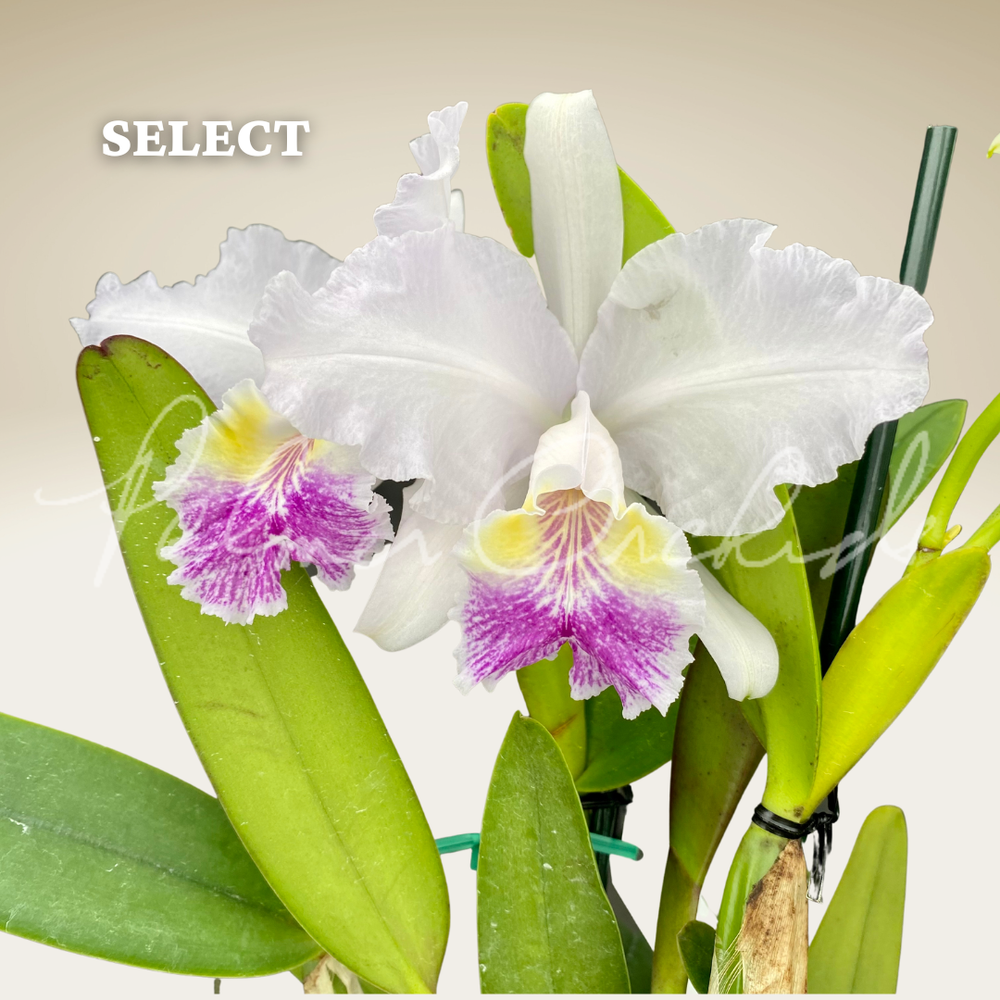洋蘭 原種 カトレア C. lueddemanniana coerulea Cattleya lueddemanniana v. coerulea — Palmer Orchids