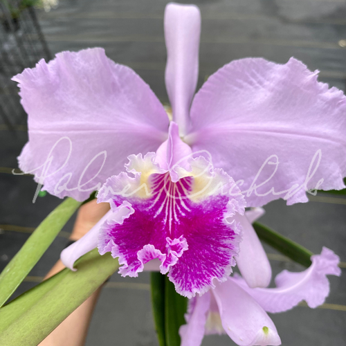 Cattleya — Palmer Orchids
