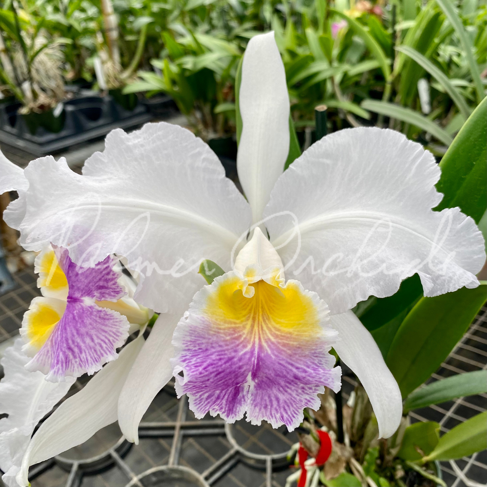 Cattleya lueddemanniana v. coerulea — Palmer Orchids