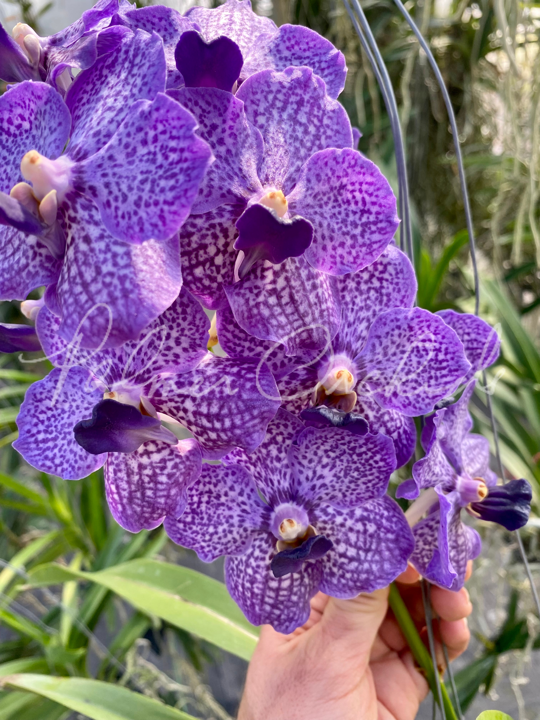 Van. John Farrar 'George's Delight' AM/AOS - Palmer Orchids