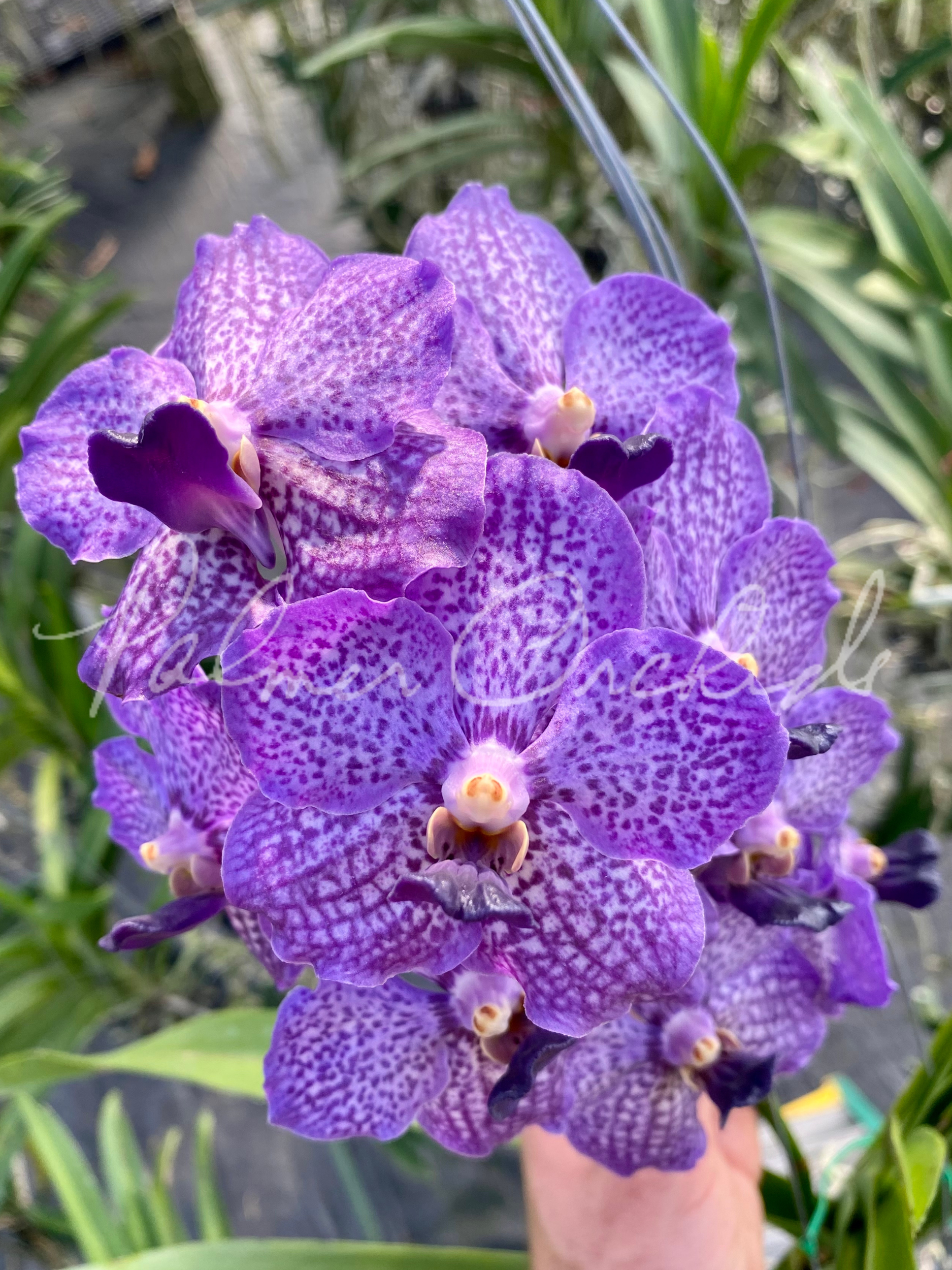 Van. John Farrar 'George's Delight' AM/AOS - Palmer Orchids