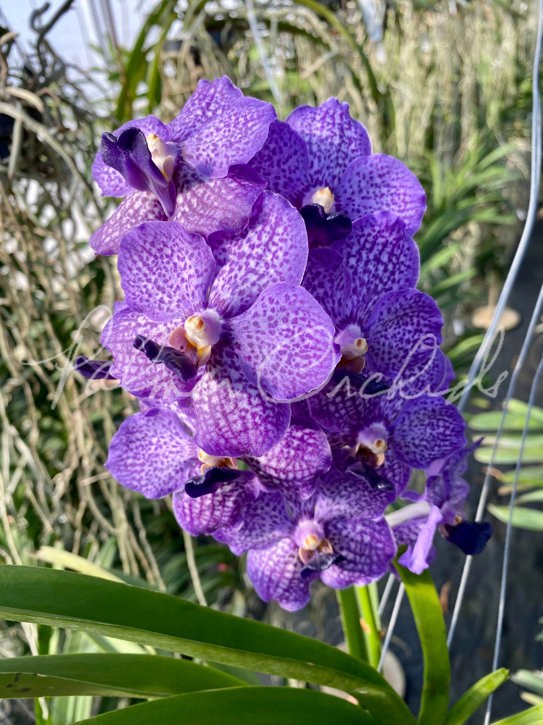 Van. John Farrar 'George's Delight' AM/AOS - Palmer Orchids