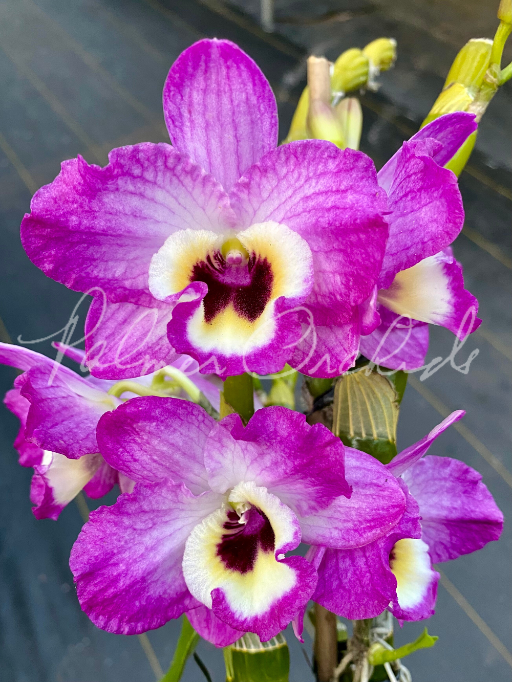DENDROBIUM様 T.chapeuensis 2.png?format=1000w
