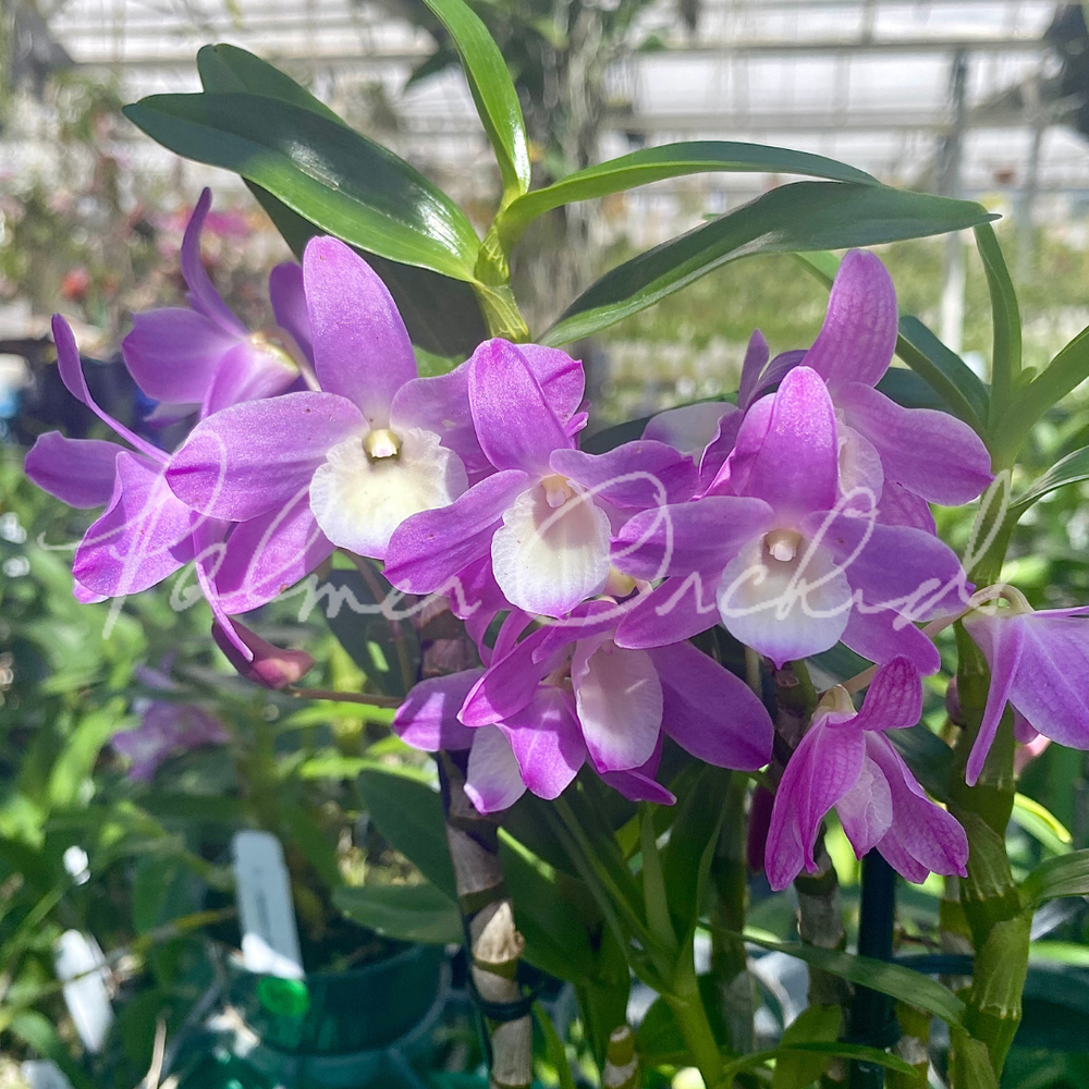 DENDROBIUM トスカーナムートン ティペット ccec0606ac28c4e303ed2c55a9cf9d