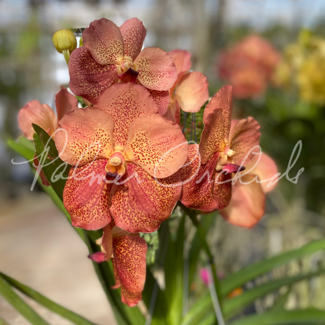 5353B02B-FBC8-49A6-BFA3-27EB11E9FF79