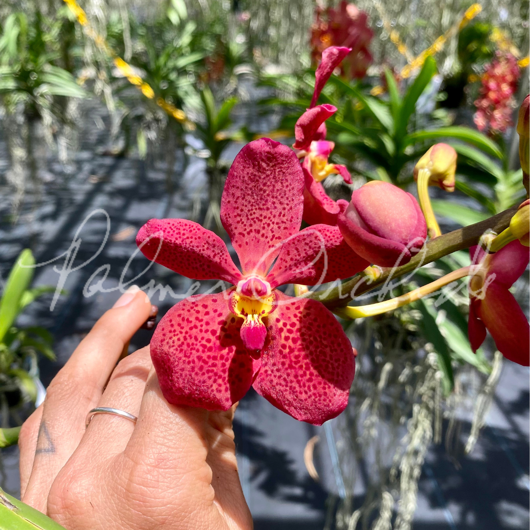 Rntda Paul Gumos (vanda kulwadee fragrance x Ren. philippinensis) - Palmer Orchids 4