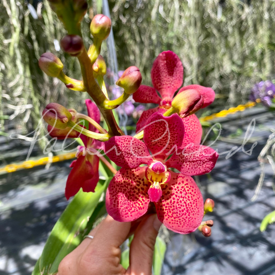 Rntda Paul Gumos (vanda kulwadee fragrance x Ren. philippinensis) - Palmer Orchids 5