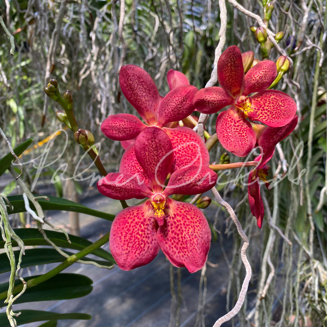 Rntda Paul Gumos (vanda kulwadee fragrance x Ren. philippinensis) - Palmer Orchids 2