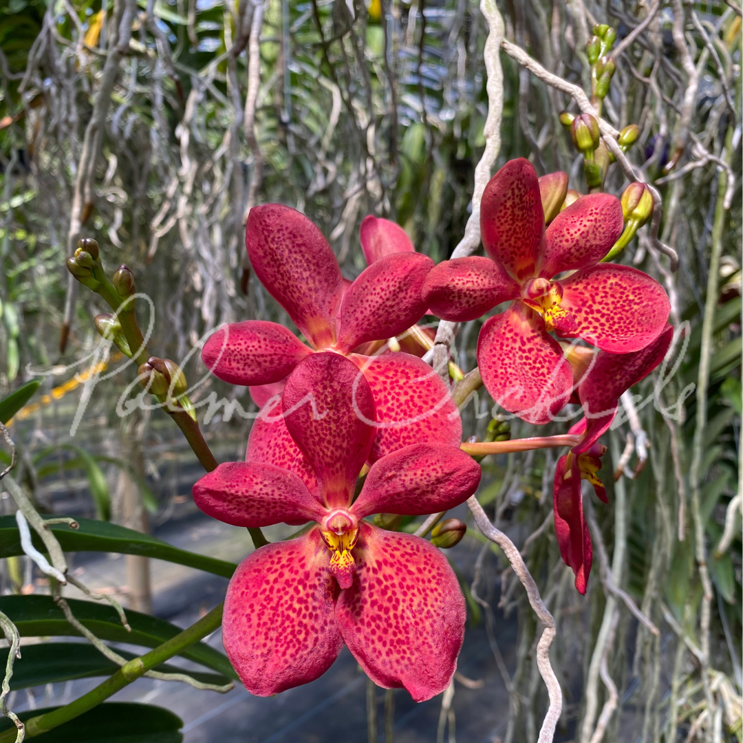 Rntda Paul Gumos (vanda kulwadee fragrance x Ren. philippinensis) - Palmer Orchids 3