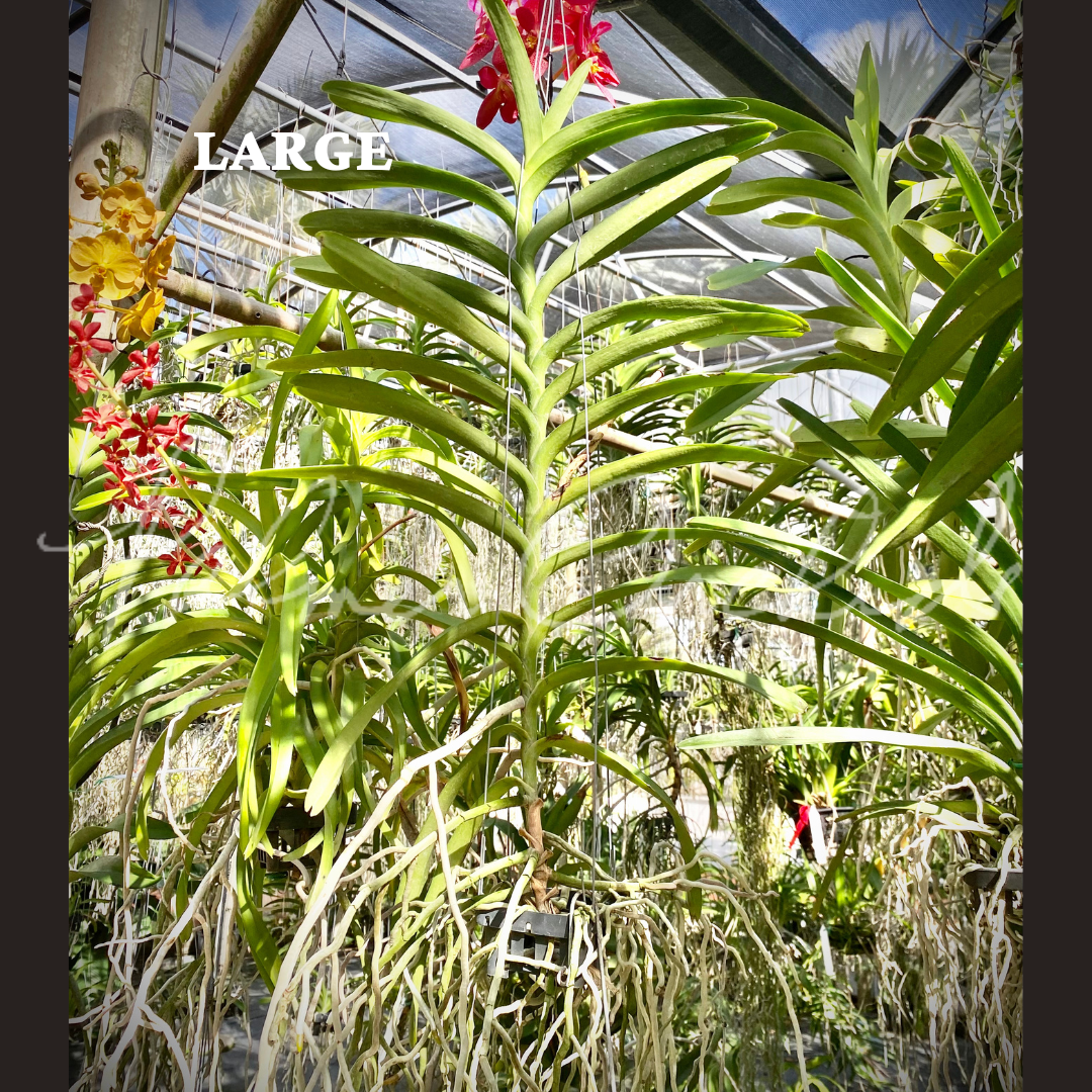 Rntda Paul Gumos (vanda kulwadee fragrance x Ren. philippinensis) - Palmer Orchids 8