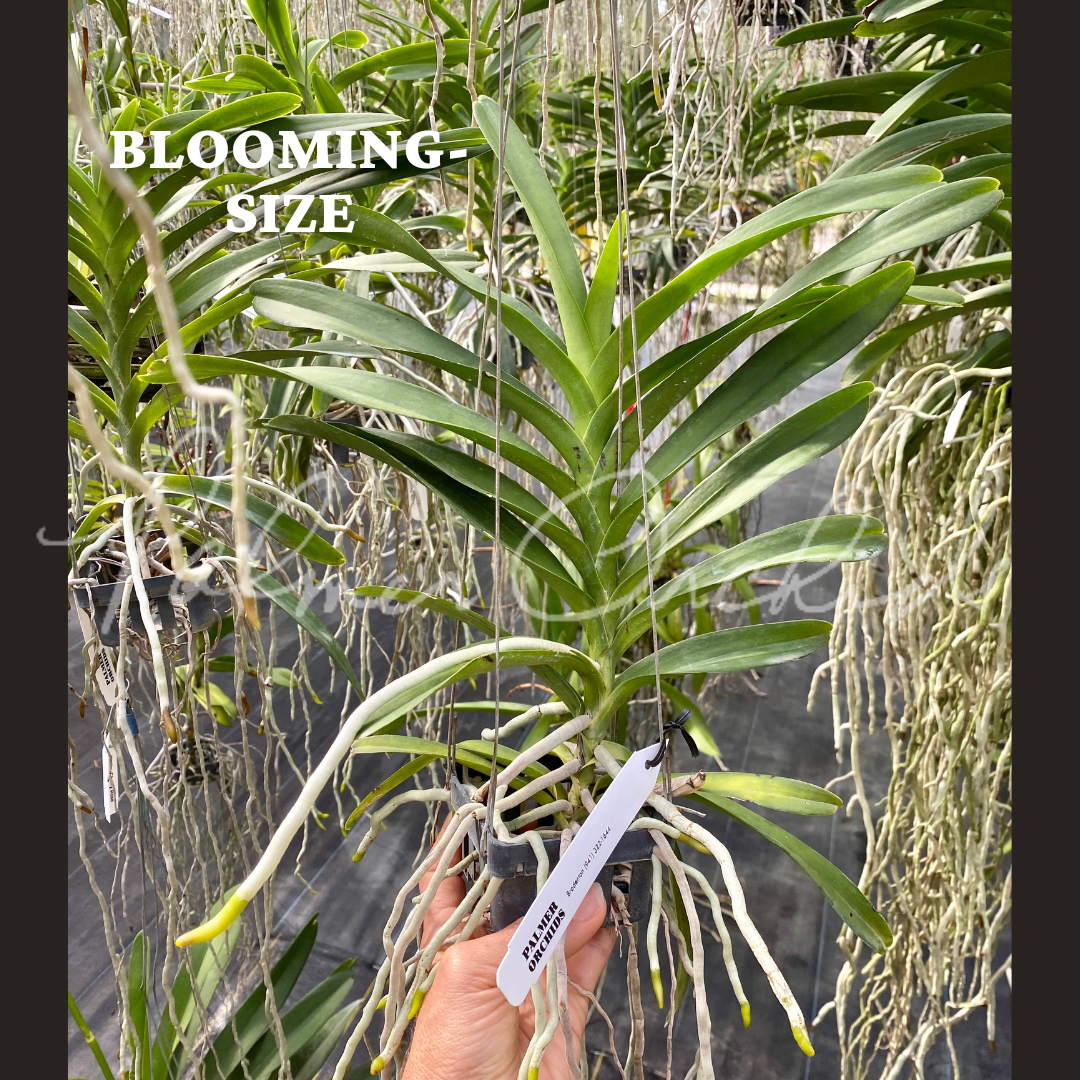 Rntda Paul Gumos (vanda kulwadee fragrance x Ren. philippinensis) - Palmer Orchids 6