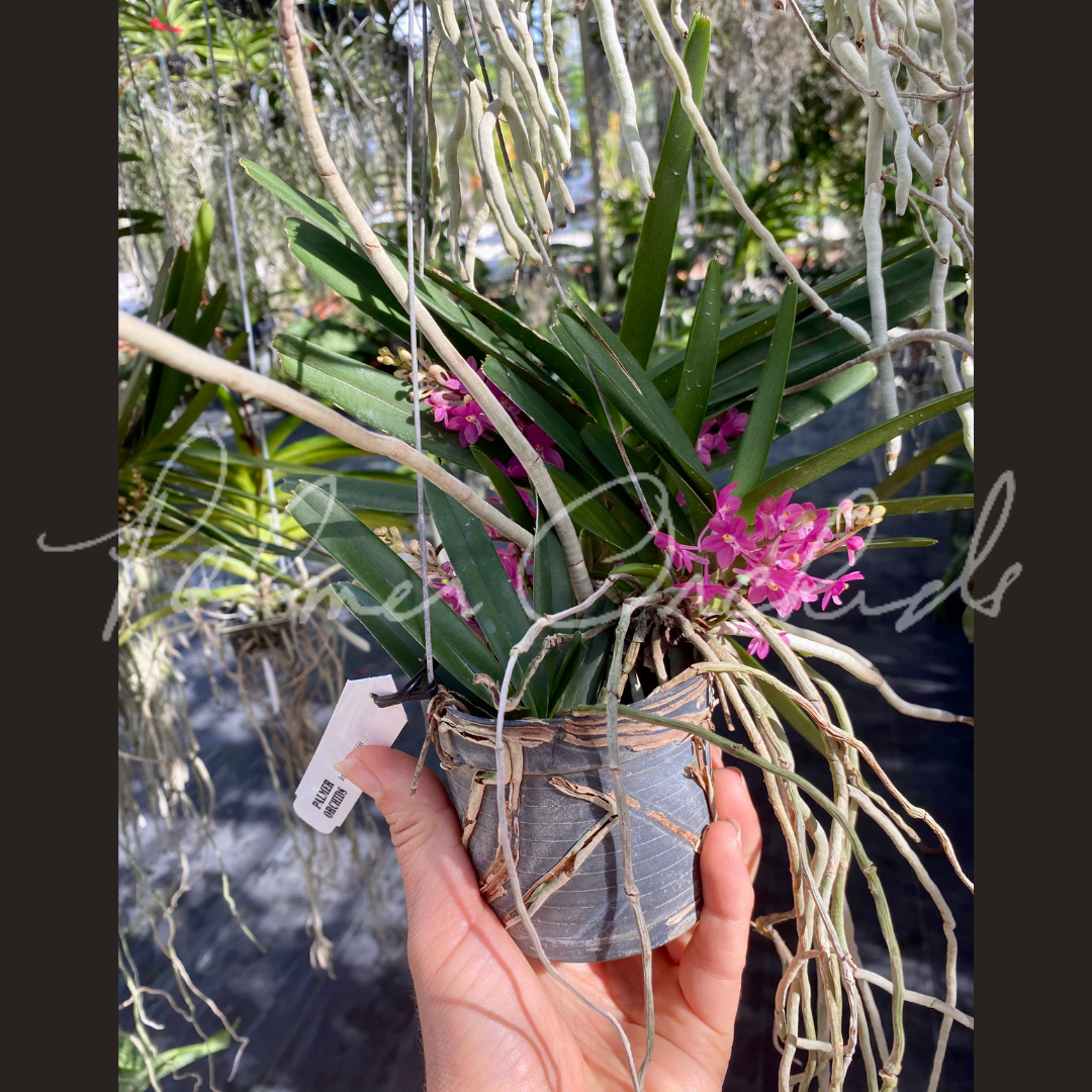 asctm ampullaceum vanda ampullacea - Palmer Orchids