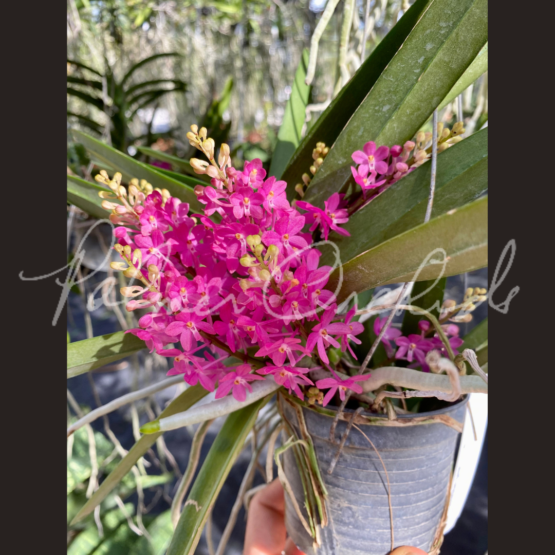 asctm ampullaceum vanda ampullacea - Palmer Orchids