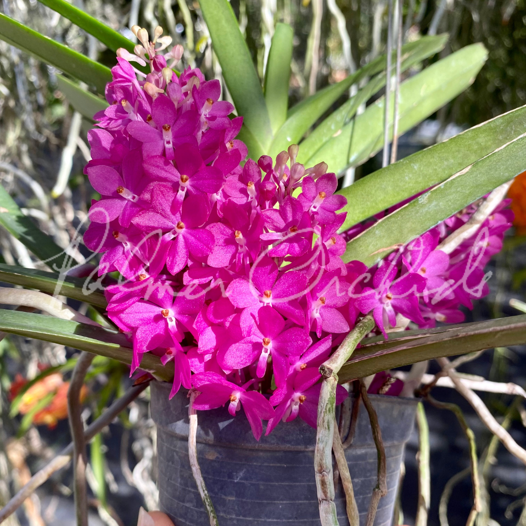Ascocentrum ampullaceum