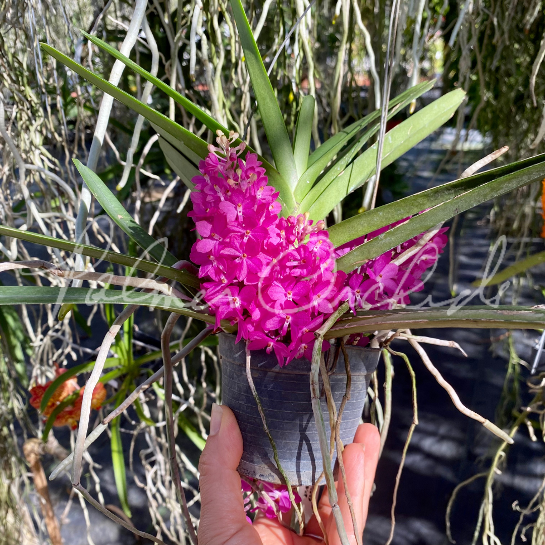asctm ampullaceum vanda ampullacea - Palmer Orchids