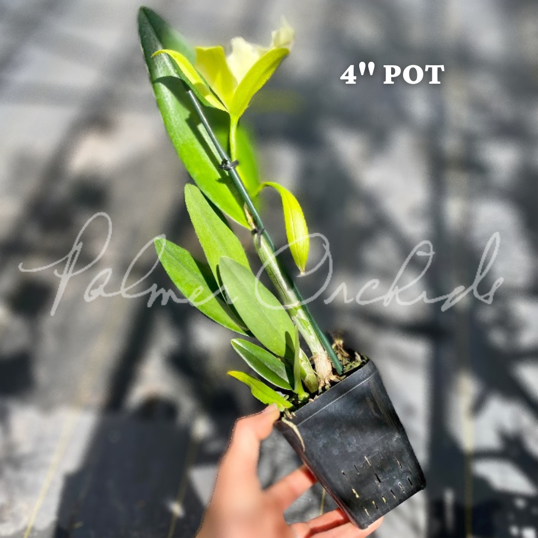 0B24DA33-A66D-4920-8BF1-427AB8C295A1