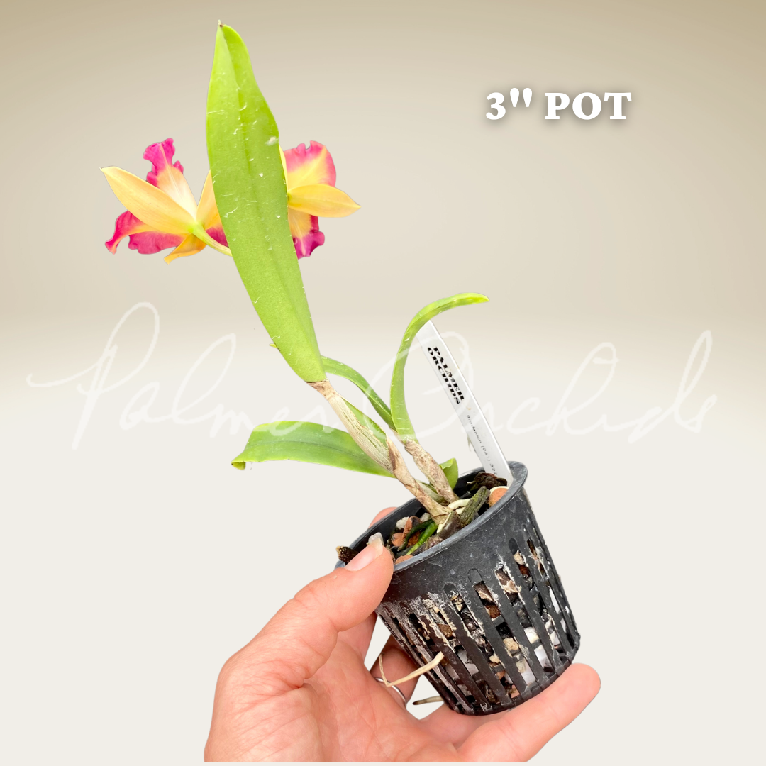 Ctt. Angel Treat-Fire Gem - Palmer Orchids