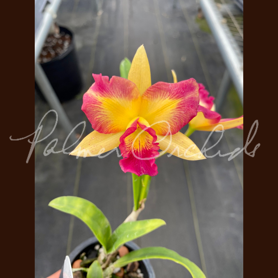 Ctt. Angel Treat-Fire Gem - Palmer Orchids