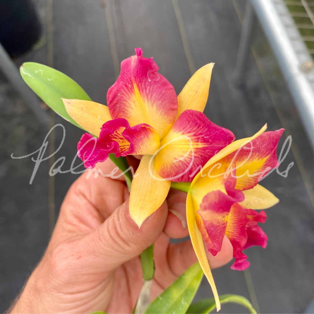 Ctt. Angel Treat-Fire Gem - Palmer Orchids