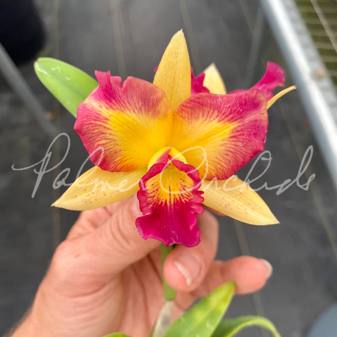 Ctt. Angel Treat-Fire Gem - Palmer Orchids