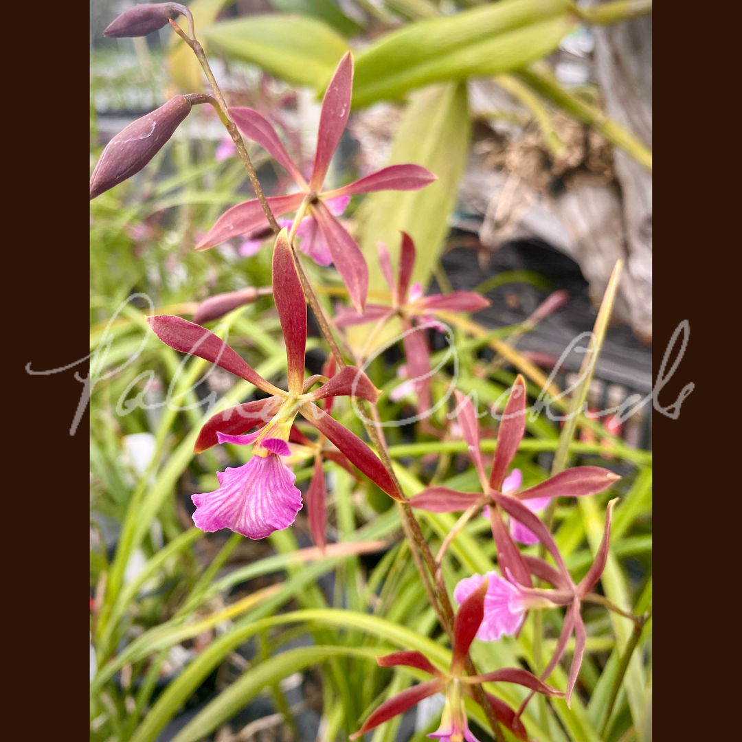 8B131C72-D88F-4799-984B-E5D263EA2AE2