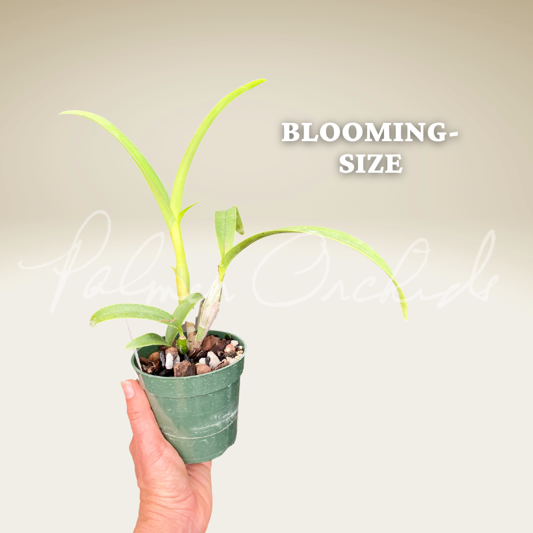 Eny Magic Wand - Palmer Orchids