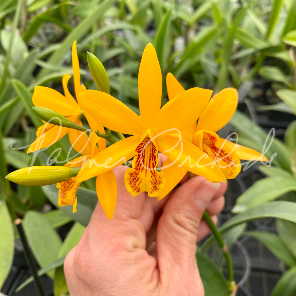エンジェルワンド イエローフローライト&タイガーアイ Eny. Magic Wand — Palmer Orchids