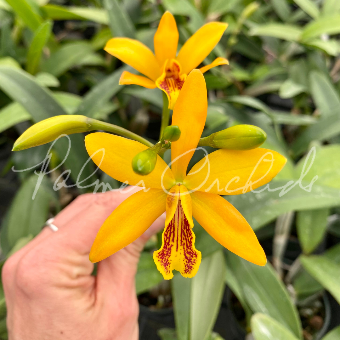 Eny Magic Wand - Palmer Orchids