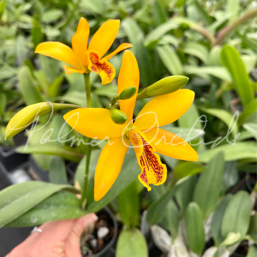 Eny Magic Wand - Palmer Orchids