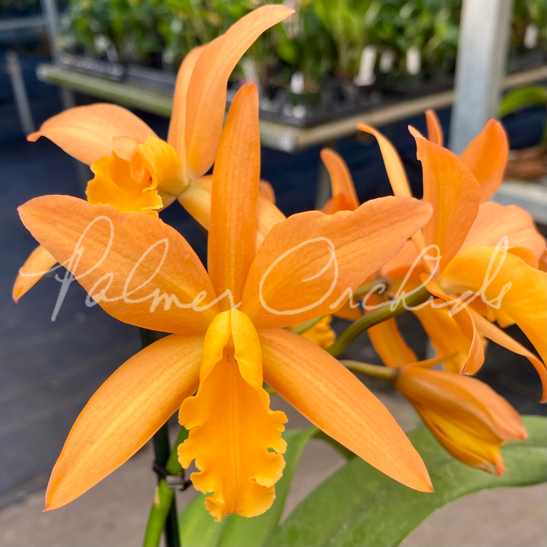 Ctt. Candy Corn — Palmer Orchids