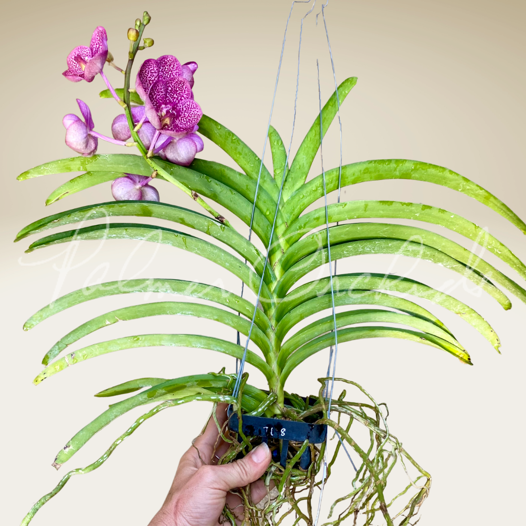 FD5FB2E8-AD35-4AB0-9CB4-E5E70015FF3B