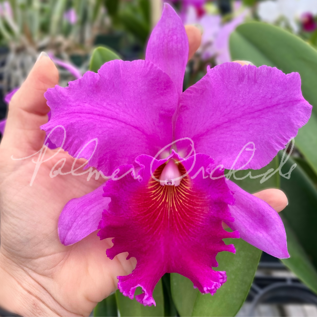 0B9F7A32-A665-4BB0-BA60-D0D11D93D940