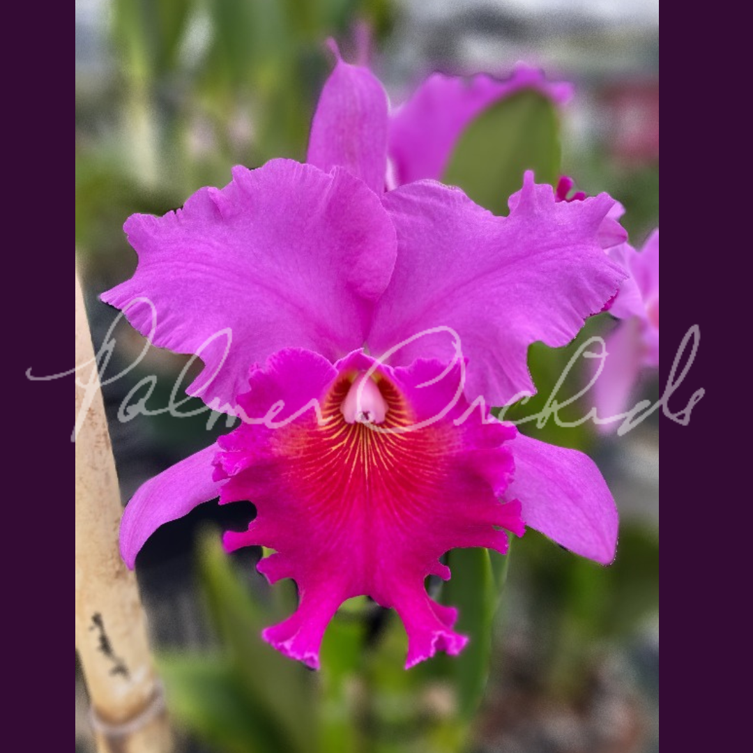 2365F06C-F8AE-48EE-9E01-777A2373B9AE