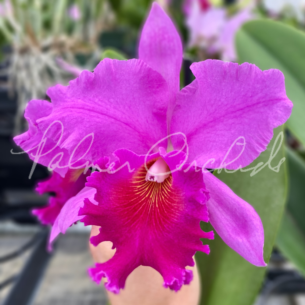 Rlc. Amy Wakasugi — Palmer Orchids