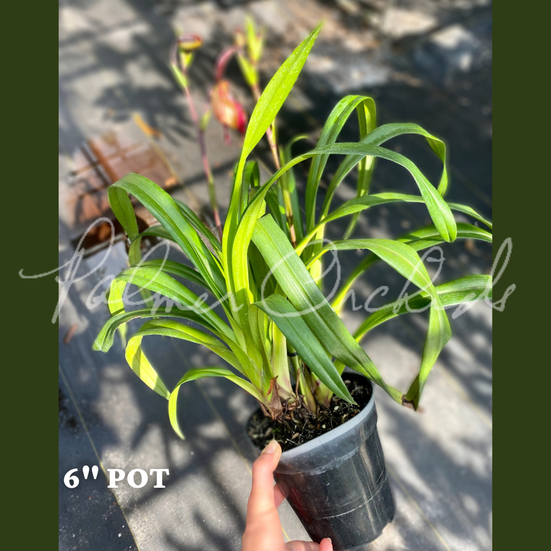 A4E80926-5F71-474E-8D43-39468F60DCC1