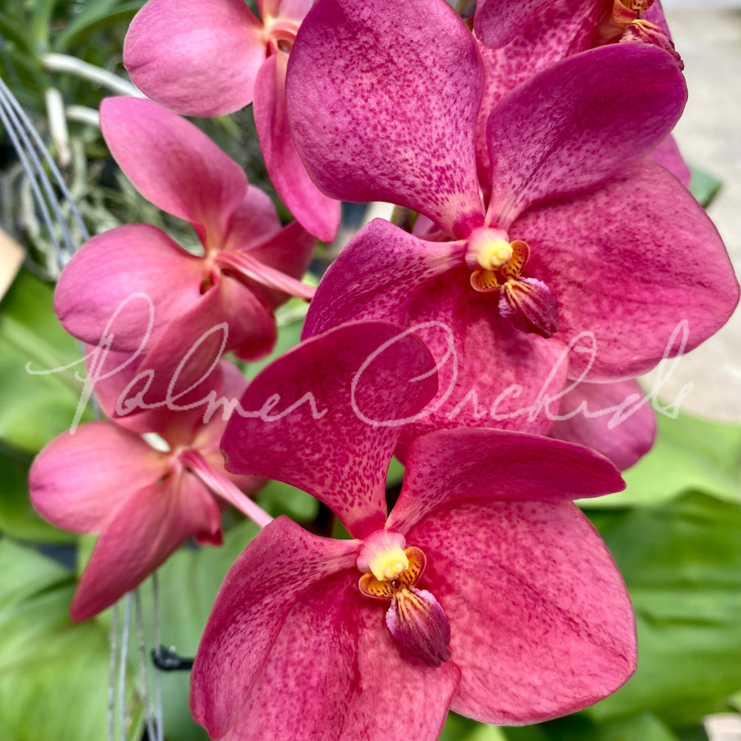 10FED37F-F5A4-48CF-8FF8-3CF4C6FCF4EC