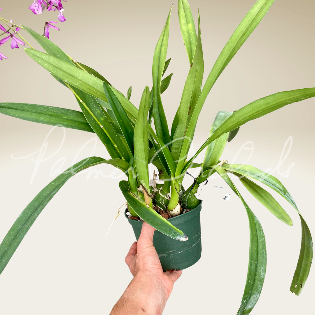 FEB216A4-6AFC-42F4-8AEC-4726BF51C0DC