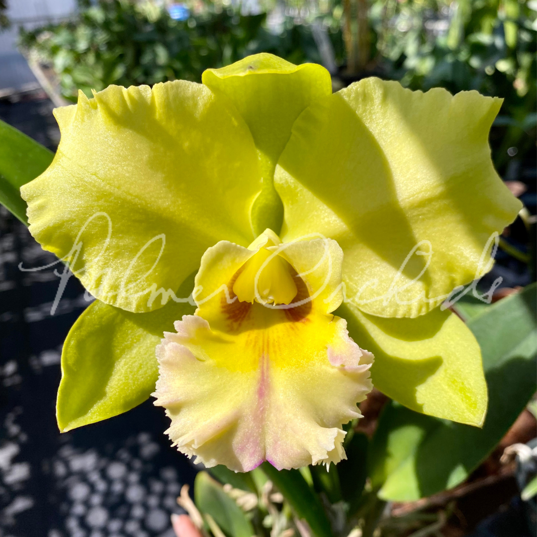 Rlc. Dewy Forest 'Kudos' — Palmer Orchids