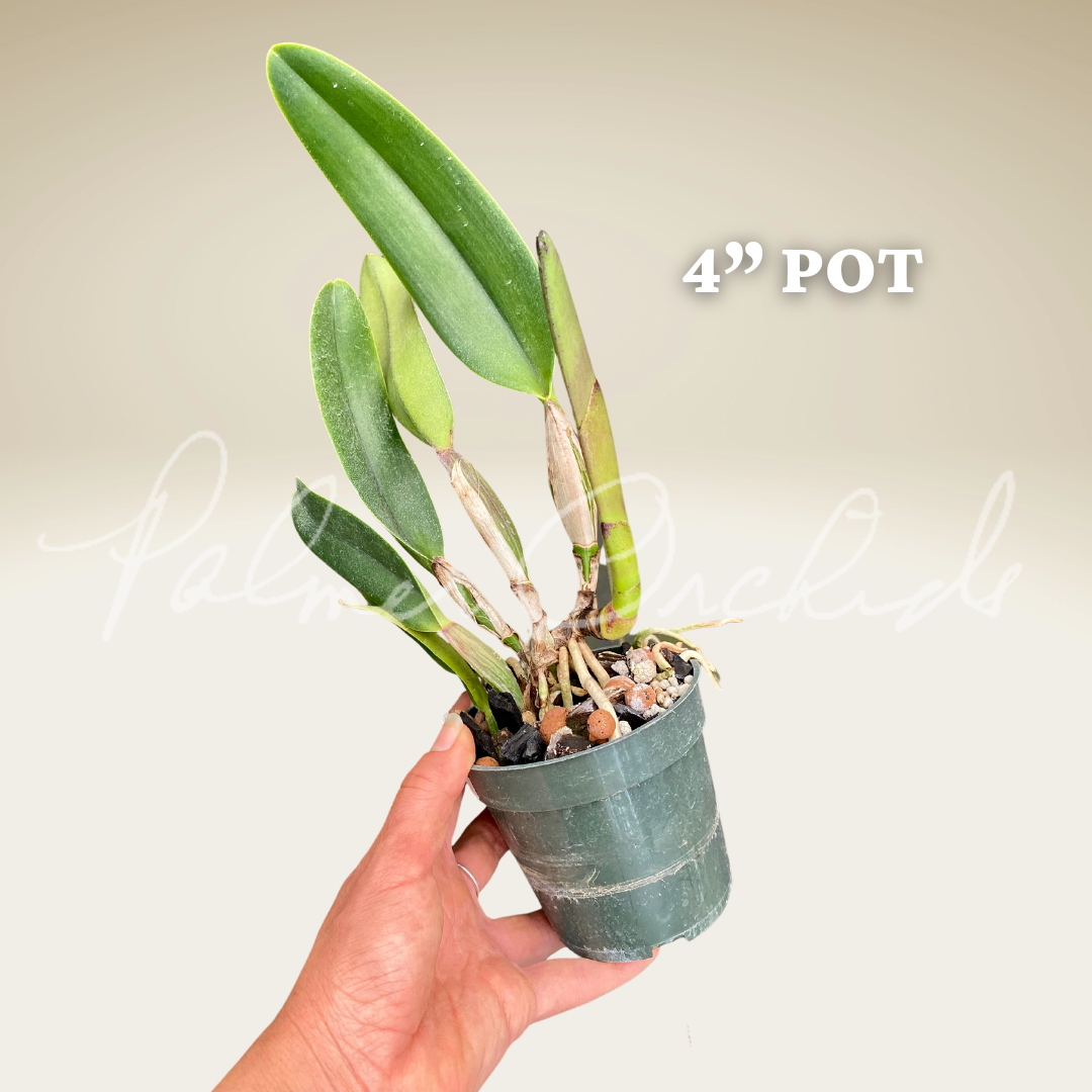 Rlc. Dick Smith ‘Dark Beauty' - Palmer Orchids