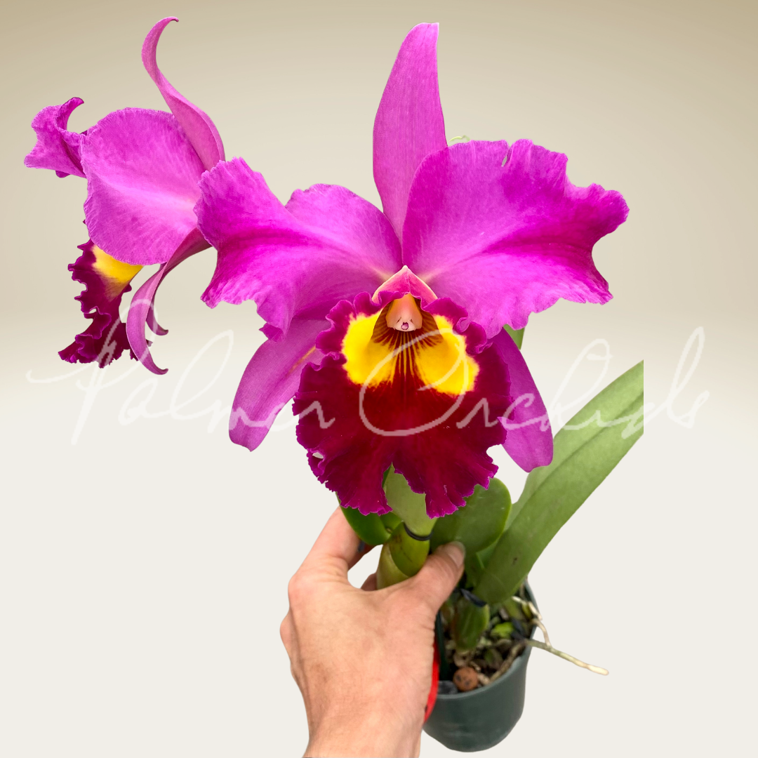 Rlc. Dick Smith ‘Dark Beauty' - Palmer Orchids