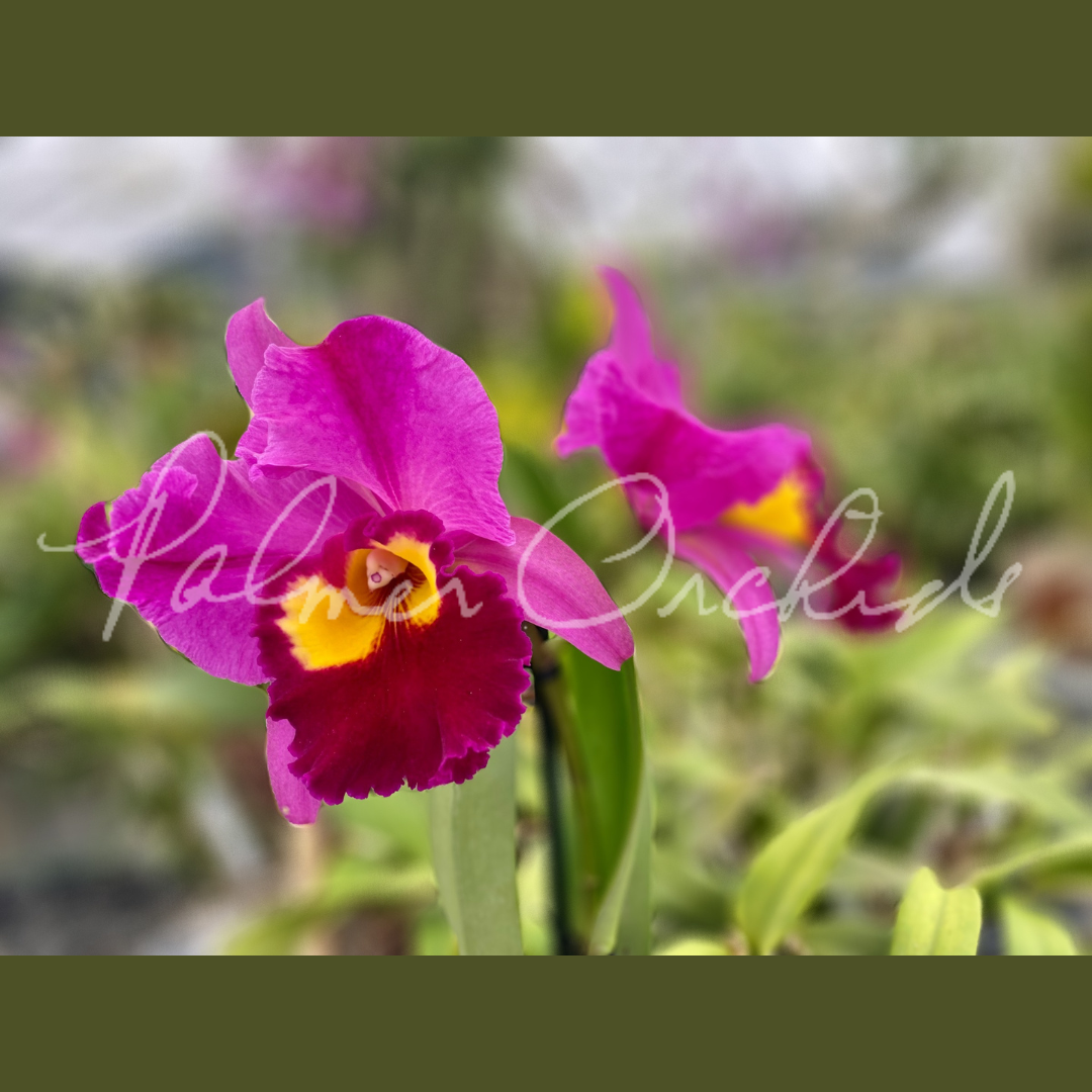 Rlc. Dick Smith ‘Dark Beauty' - Palmer Orchids