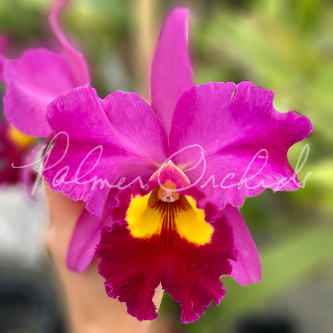 Rlc. Dick Smith ‘Dark Beauty' - Palmer Orchids