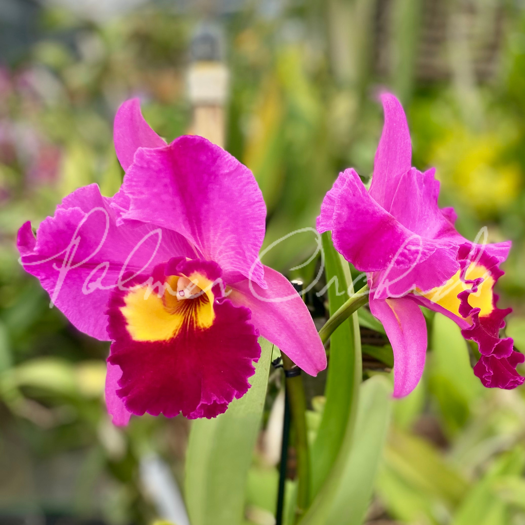 Rlc. Dick Smith ‘Dark Beauty' - Palmer Orchids