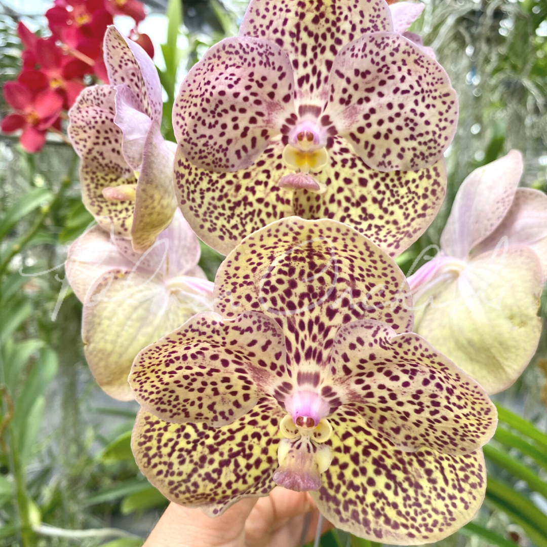 7D706B11-3112-4645-9942-F0BB34B2689C